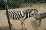 Zebra.jpg (50779 bytes)